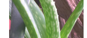 Belladonna - Aloe Vera -  natural ingredients